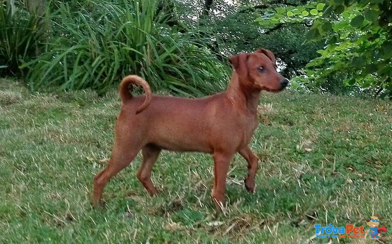 Pinscher Nano - Foto n. 1