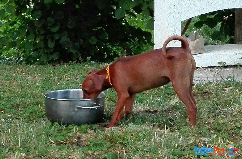 Pinscher Nano - Foto n. 3