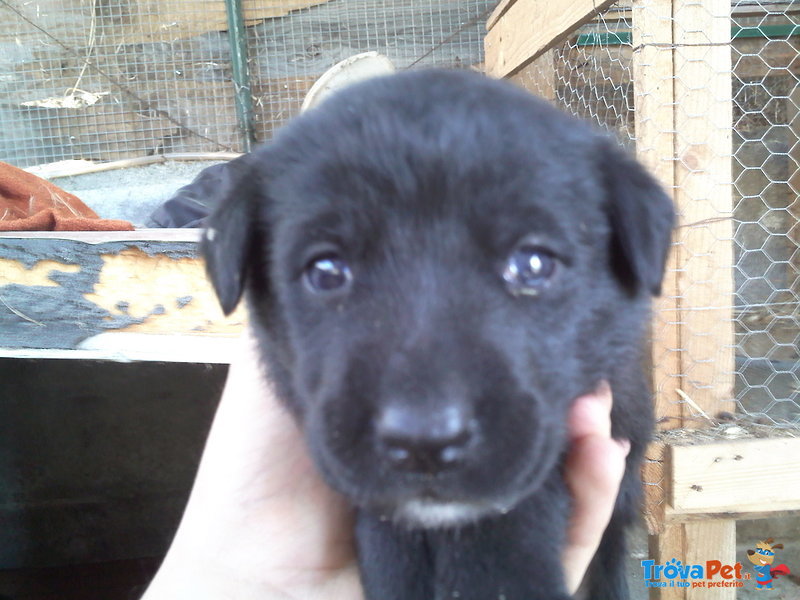 Vendosi Cuccioli di Labrador Originali - Foto n. 1