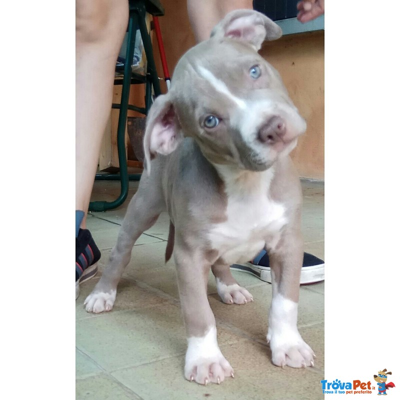 American Terrier Pitbull - Foto n. 1