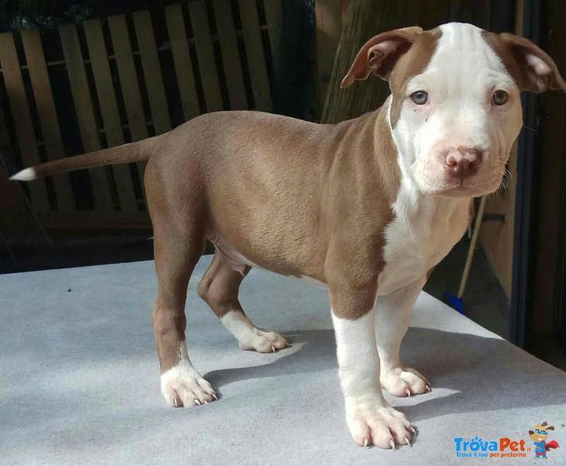 American Terrier Pitbull - Foto n. 2