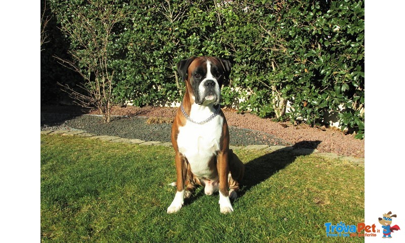 Cane Boxer di Razza pura Cerca Compagna - Foto n. 1