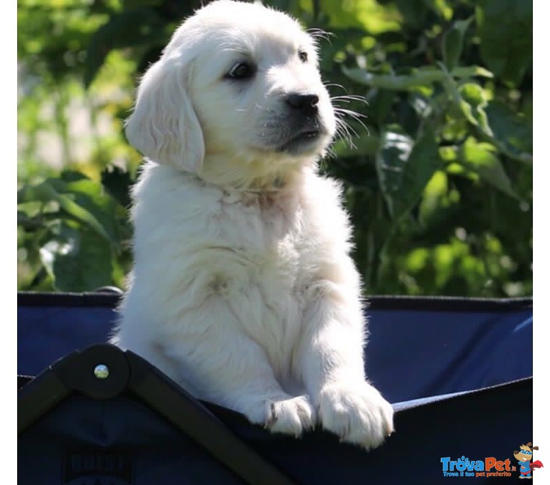 Golden Retriever Cuccioli Esenti Malattie Ereditarie - Foto n. 3