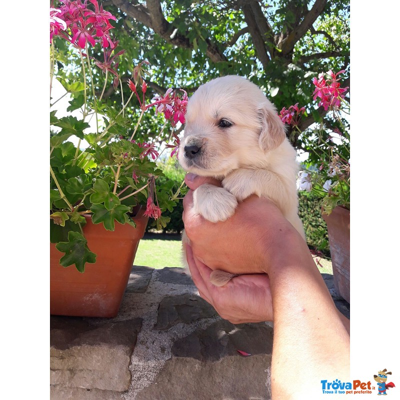 Golden Retriever Cuccioli Esenti Malattie Ereditarie - Foto n. 4