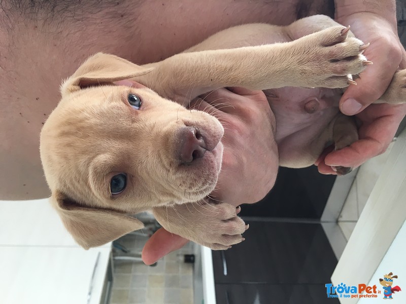 Cuccioli Pitbull red Nose - Foto n. 3