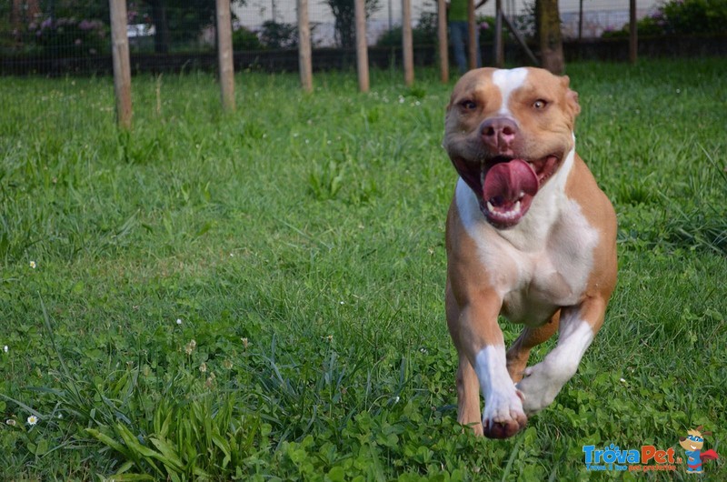 Cuccioli Pitbull red Nose - Foto n. 6