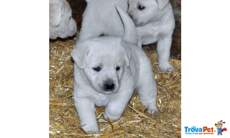 Labrador, Meticcio Morfeo, Cucciolo mix Labradorino Cerca Stallo o Adozione - Foto n. 2