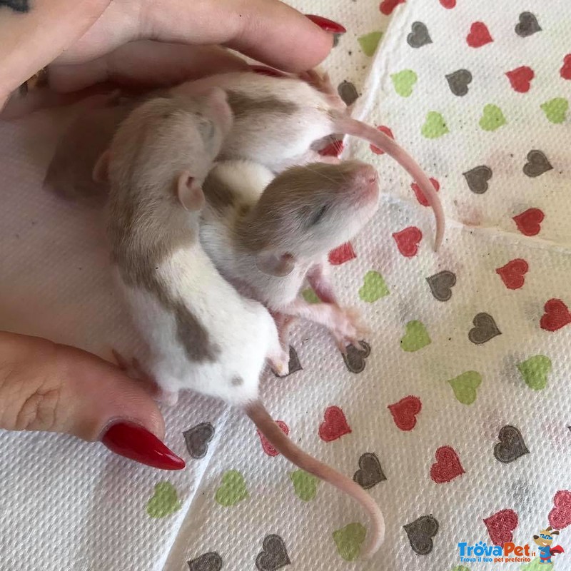 Ratti da Compagnia Cuccioli in Diverse Colorazioni - Foto n. 4