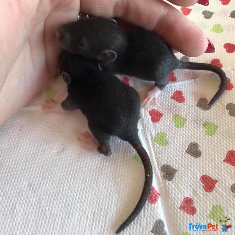 Ratti da Compagnia Cuccioli in Diverse Colorazioni - Foto n. 5