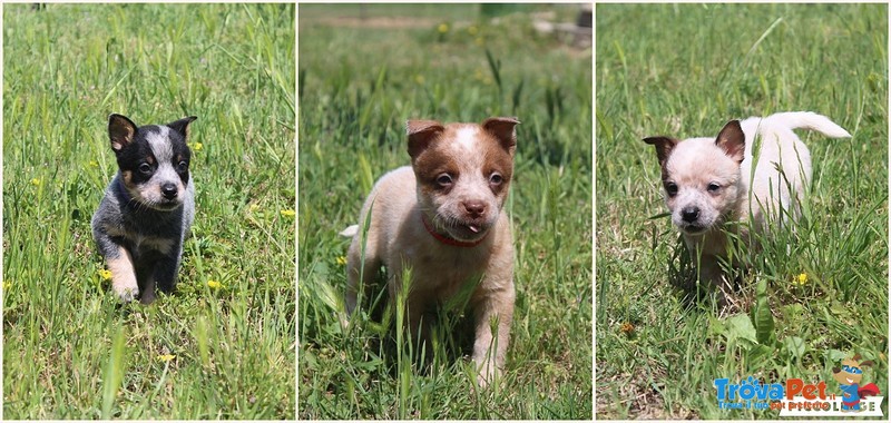 Cuccioli Australian Cattle Dog - Foto n. 1