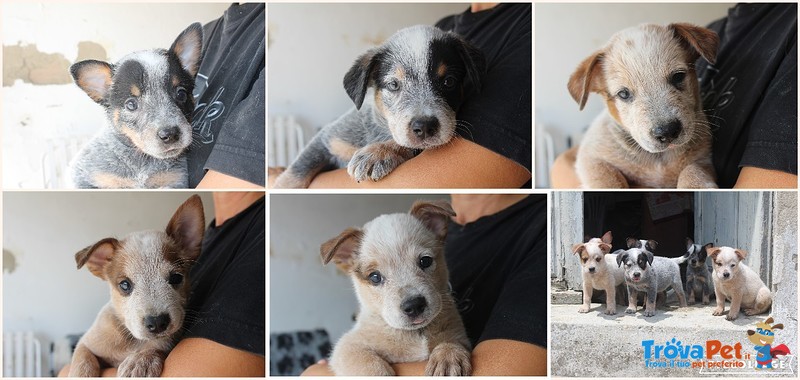 Cuccioli Australian Cattle Dog - Foto n. 1