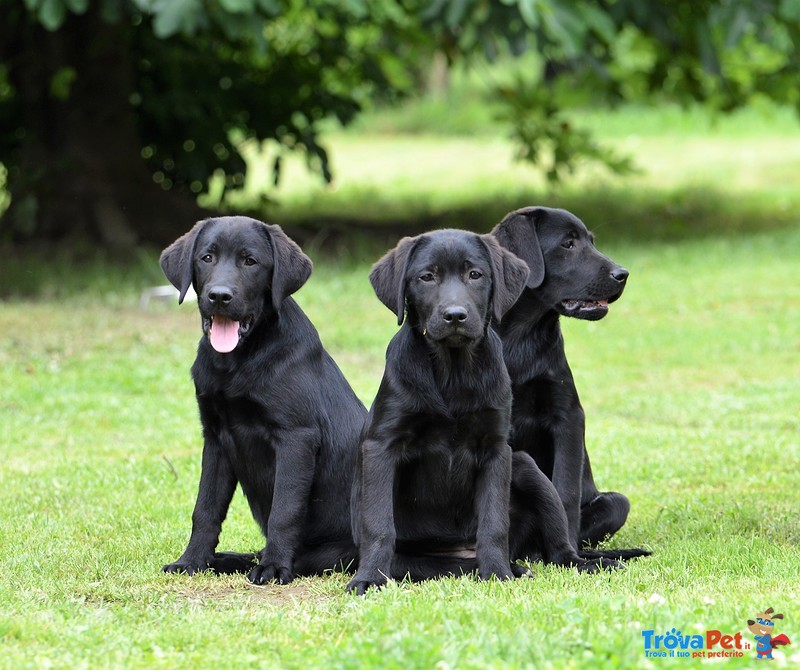 Cuccioli Labrador Retriever - Foto n. 1