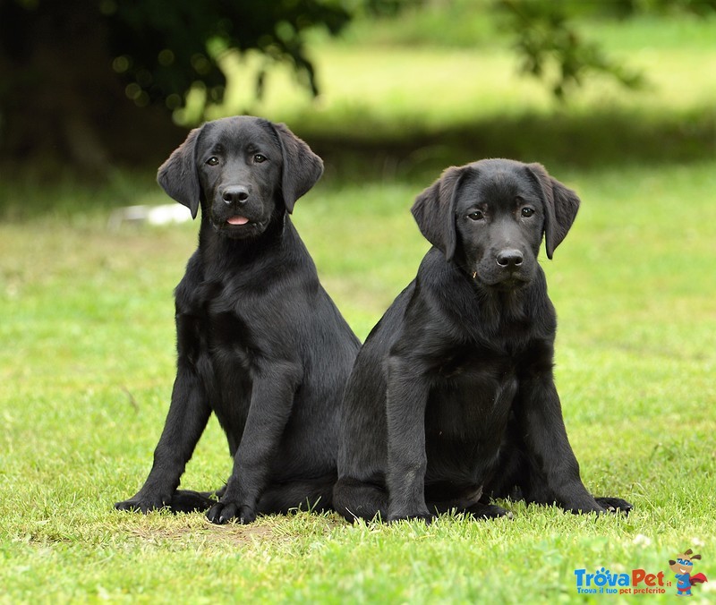 Cuccioli Labrador Retriever - Foto n. 2