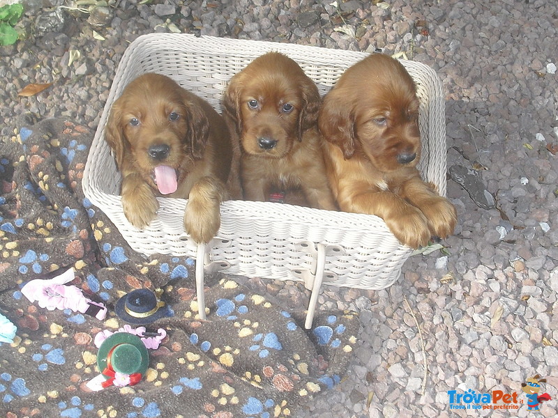 Cuccioli di Setter Irlandesi - Foto n. 1