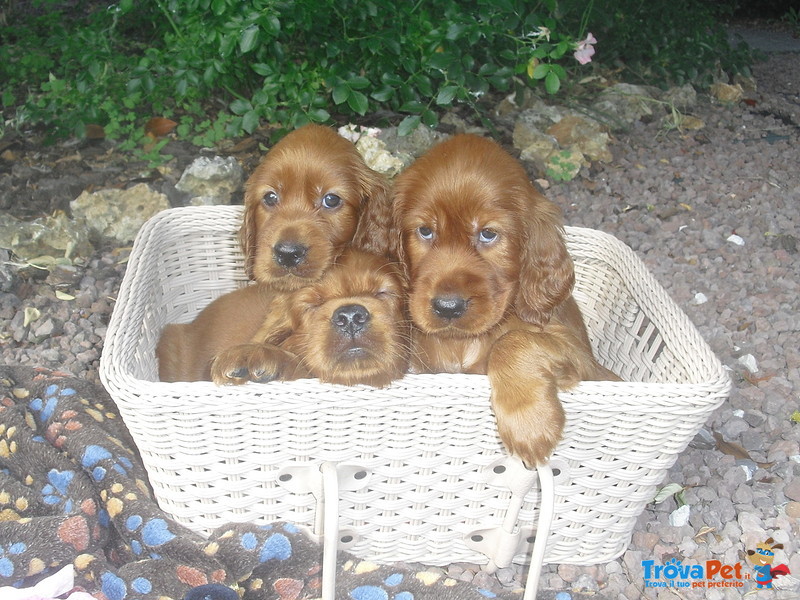 Cuccioli di Setter Irlandesi - Foto n. 2