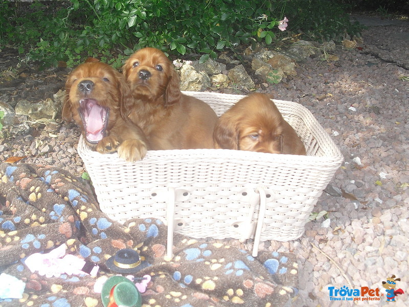 Cuccioli di Setter Irlandesi - Foto n. 3