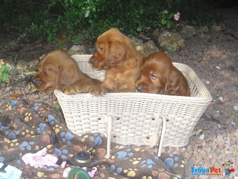 Cuccioli di Setter Irlandesi - Foto n. 4