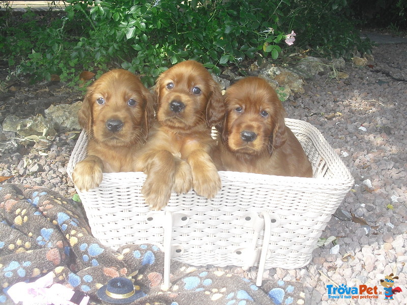 Cuccioli di Setter Irlandesi - Foto n. 5