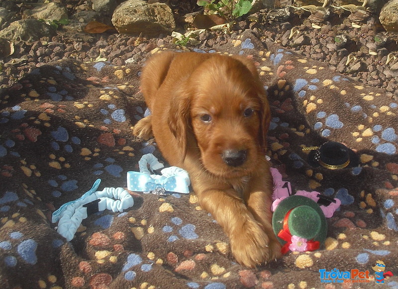 Cuccioli di Setter Irlandesi - Foto n. 7