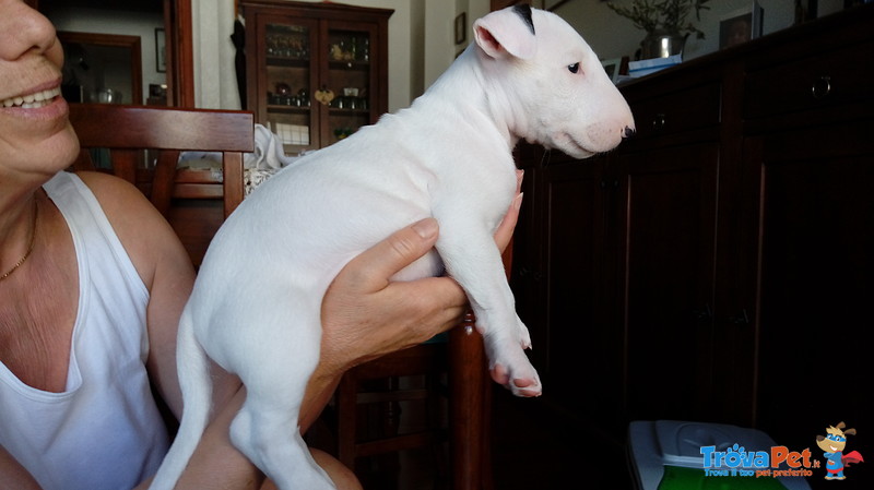 Cuccioli bull Terrier Standard - Foto n. 3