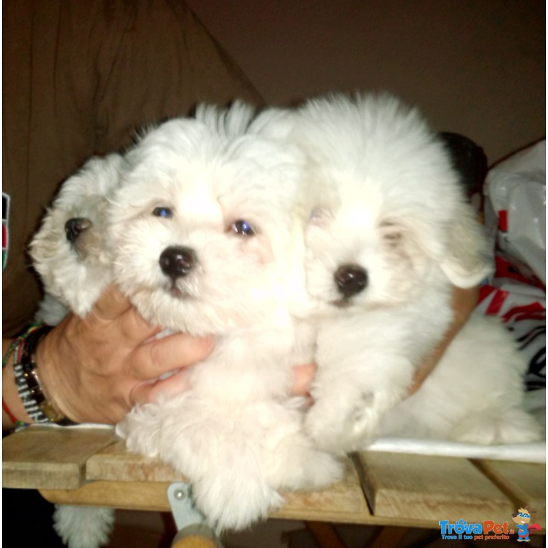 Cuccioli Maltese - Foto n. 6