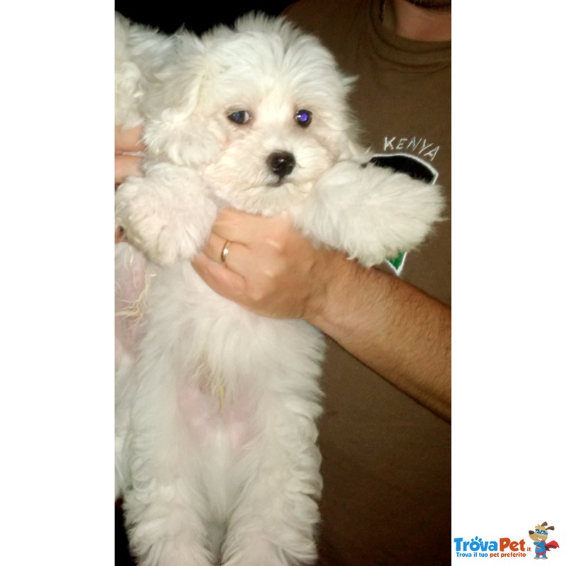 Cuccioli Maltese - Foto n. 7