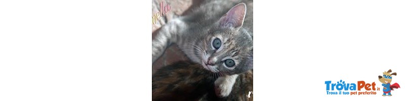4 Gattini Meravigliosi - Foto n. 4
