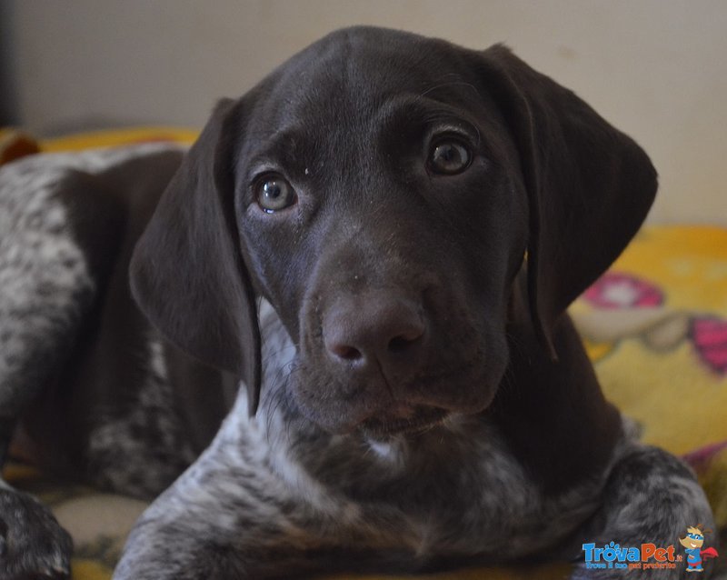 Cuccioli di Bracco Tedesco (kurzhaar) - Foto n. 3