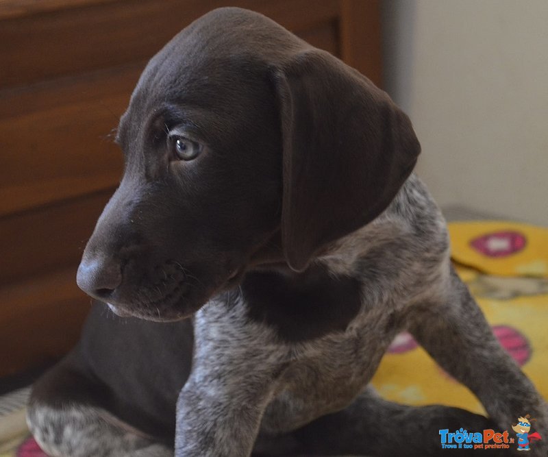 Cuccioli di Bracco Tedesco (kurzhaar) - Foto n. 4