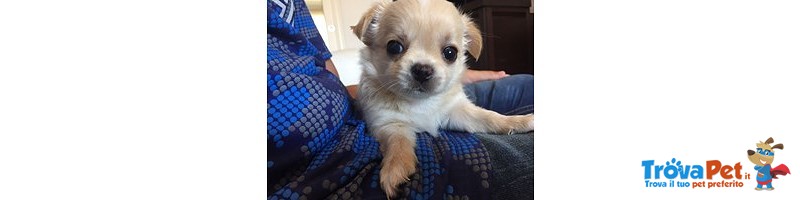 Cuccioli di Chihuahua a pelo Lungo - Foto n. 1