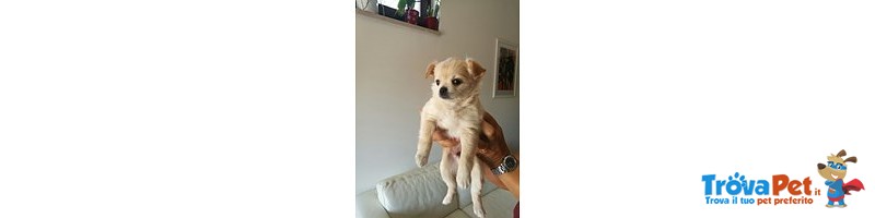 Cuccioli di Chihuahua a pelo Lungo - Foto n. 2