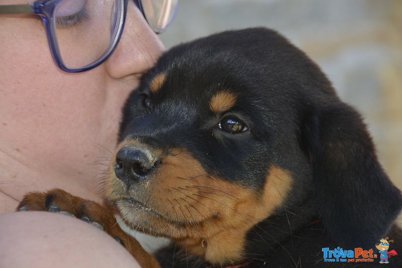 Cuccioli Rottweiler Disponibili - Foto n. 1