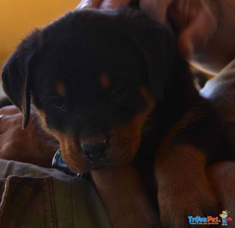 Cuccioli Rottweiler Disponibili - Foto n. 2