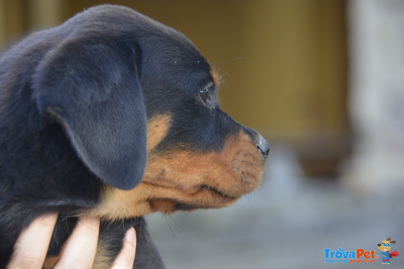 Cuccioli Rottweiler Disponibili - Foto n. 3