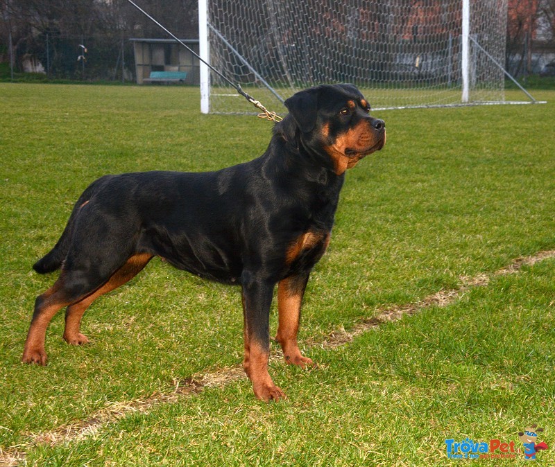 Cuccioli Rottweiler Disponibili - Foto n. 4