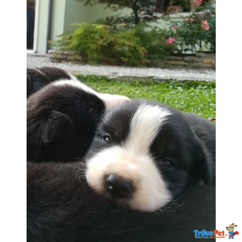 Cuccioli di Border Collie con Pedigree - Foto n. 1