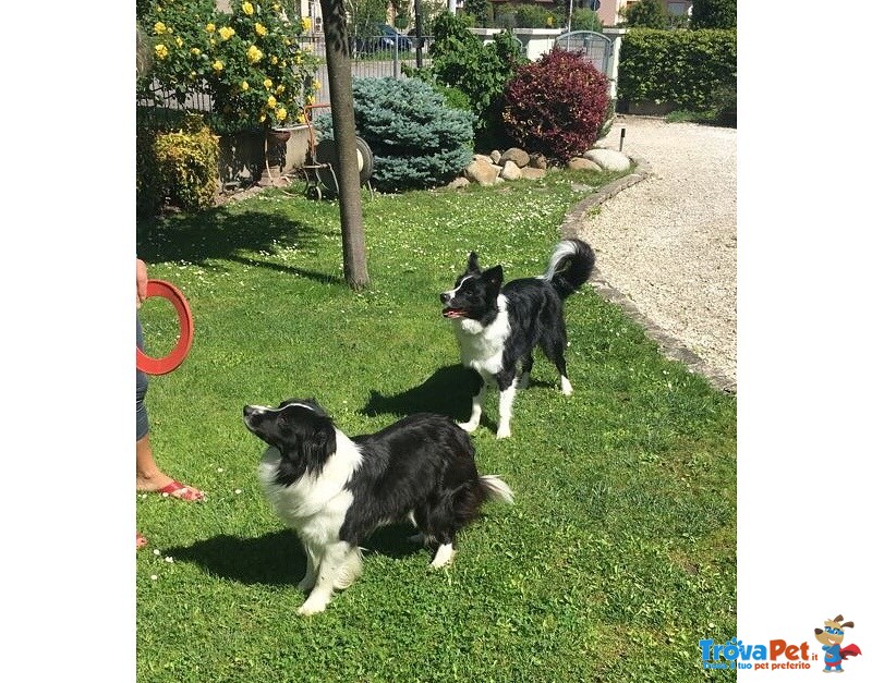 Cuccioli di Border Collie con Pedigree - Foto n. 4