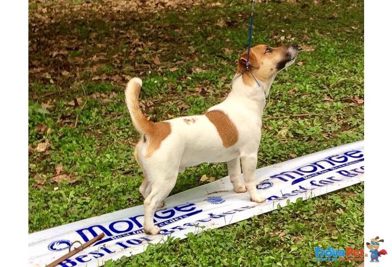 Jack Russel Disponibile per Monte - Foto n. 1