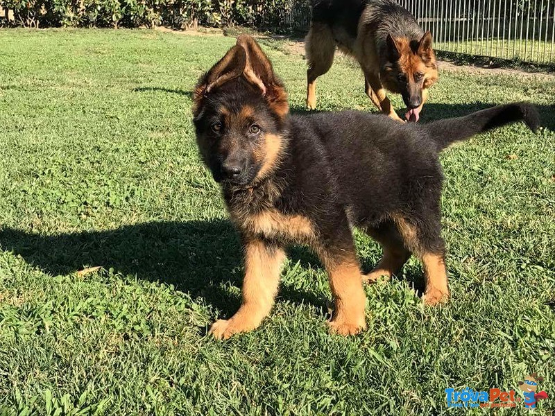 Splendidi Cuccioli Pastore Tedesco con Pedigree - Foto n. 1