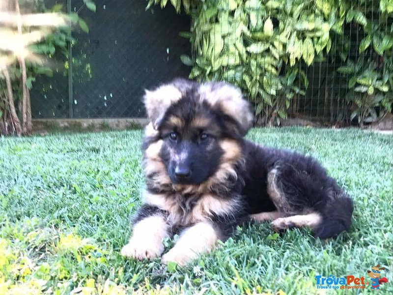 Splendidi Cuccioli Pastore Tedesco con Pedigree - Foto n. 4