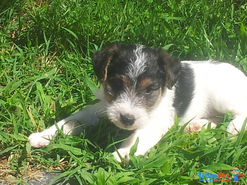 Simpatico Cucciolo Maschio di fox Terrier Tricolor - Foto n. 1