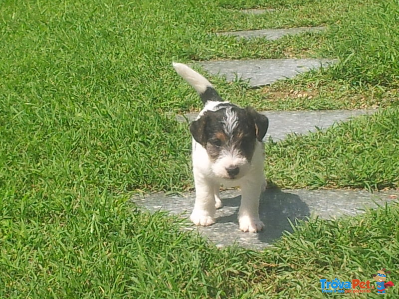 Simpatico Cucciolo Maschio di fox Terrier Tricolor - Foto n. 3