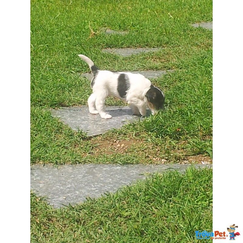 Simpatico Cucciolo Maschio di fox Terrier Tricolor - Foto n. 4