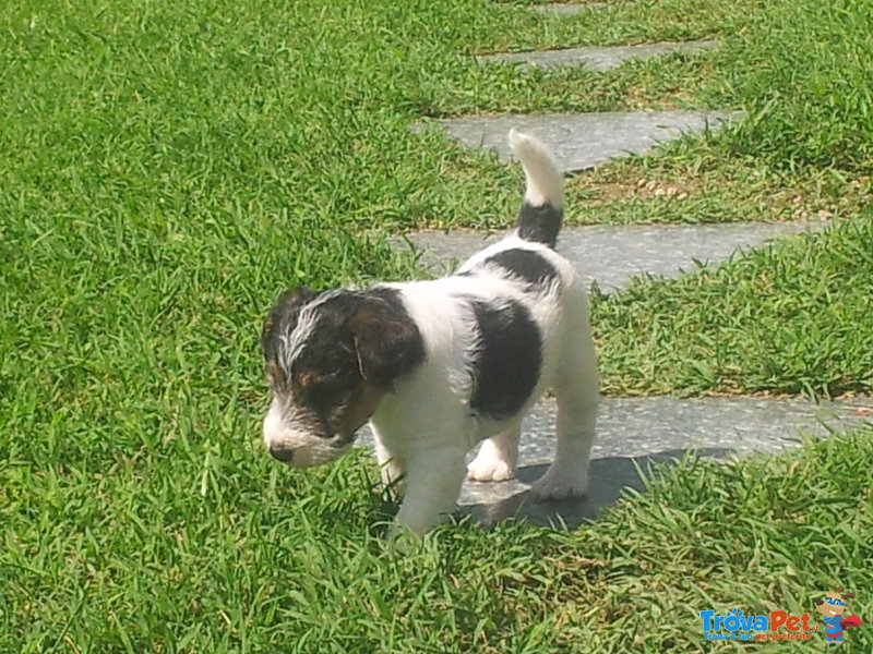 Simpatico Cucciolo Maschio di fox Terrier Tricolor - Foto n. 5