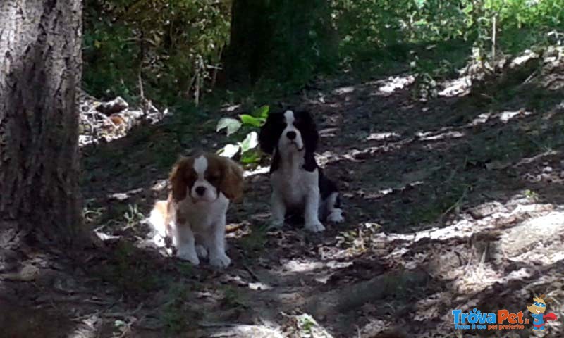 Cuccioli Cavalier King - Foto n. 1