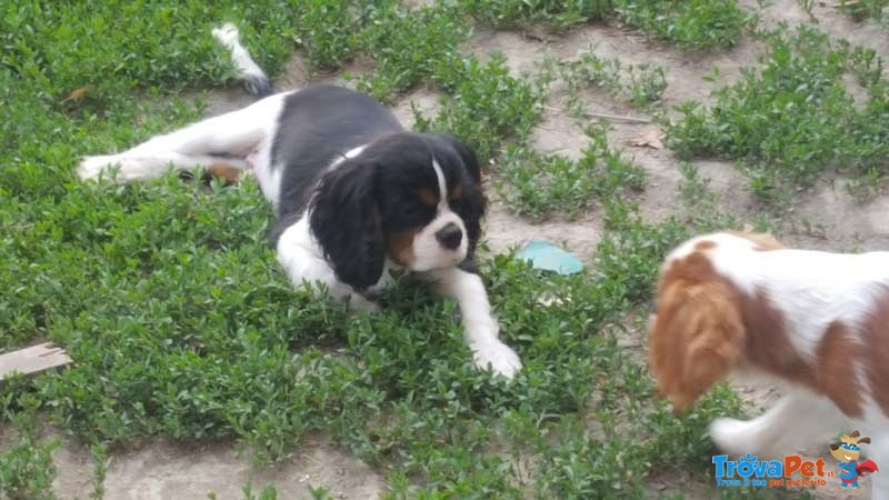 Cuccioli Cavalier King - Foto n. 4