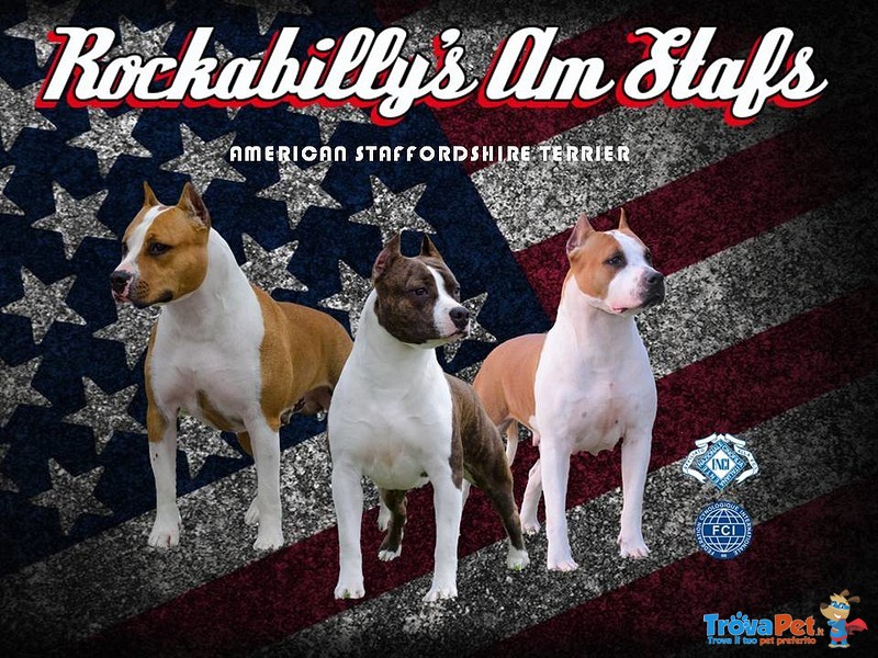 American Staffordshire Terrier Cuccioli - Foto n. 1