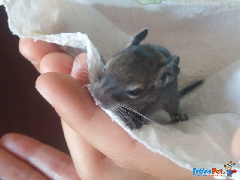 Abbiamo 4 degu del cile Appena nati da dare in Adozione - Foto n. 1