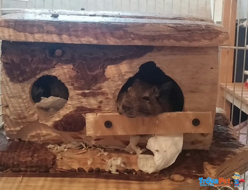 Abbiamo 4 degu del cile Appena nati da dare in Adozione - Foto n. 3