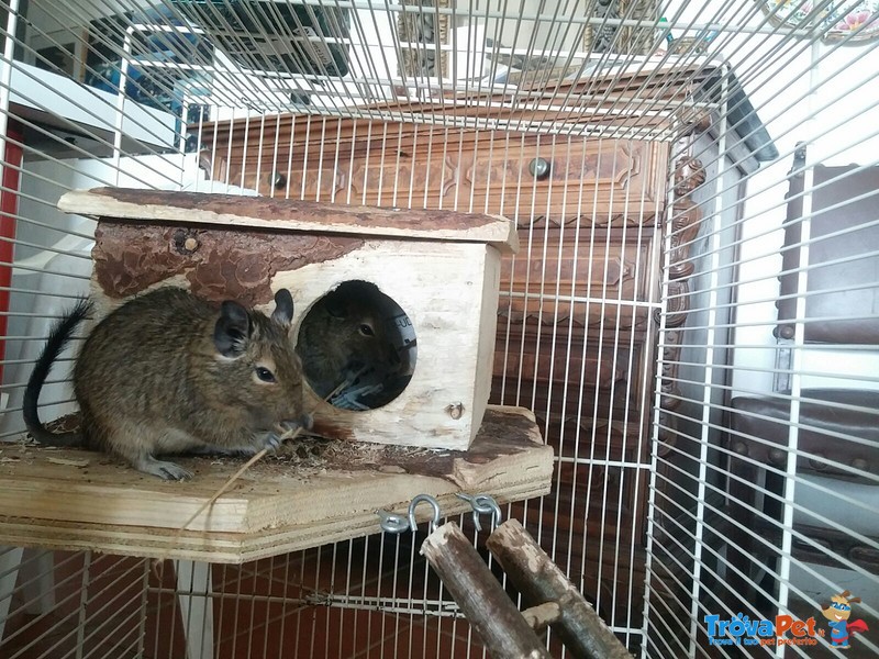 Abbiamo 4 degu del cile Appena nati da dare in Adozione - Foto n. 4